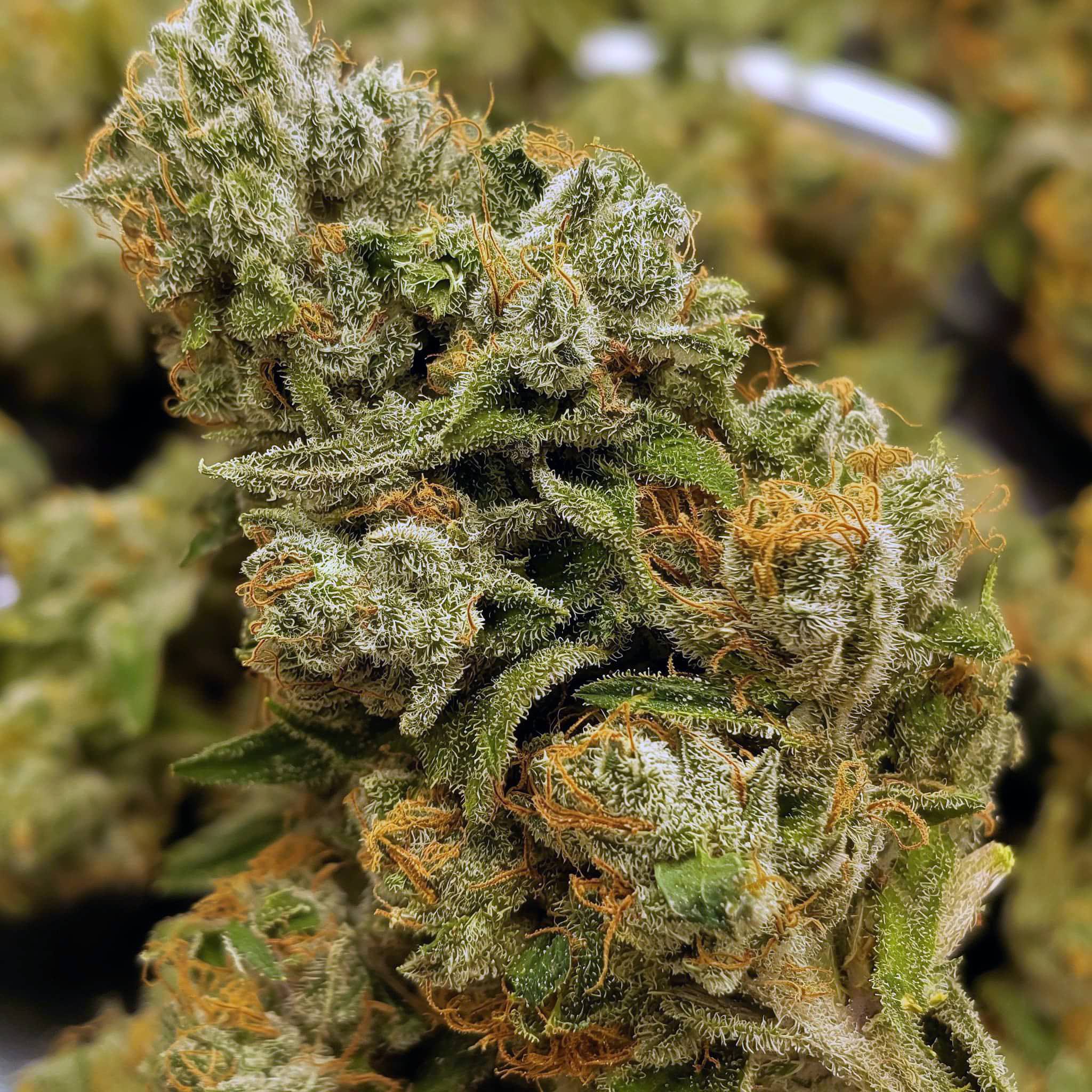 A healthy White Widow plant during flowering, showing its resilient structure and heavy resin production