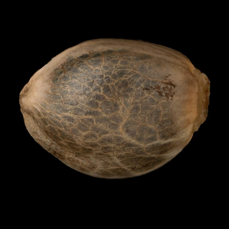 High-quality feminized White Widow cannabis seeds with a high germination rate